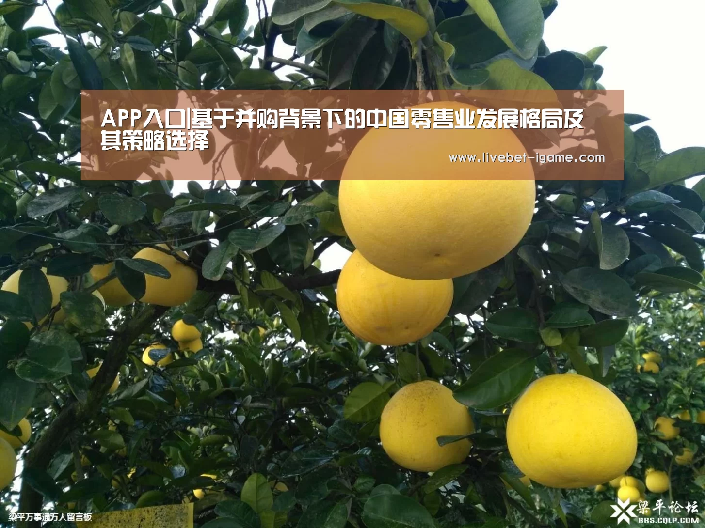 APP入口